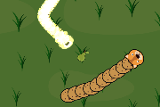 Forest Slither Snake